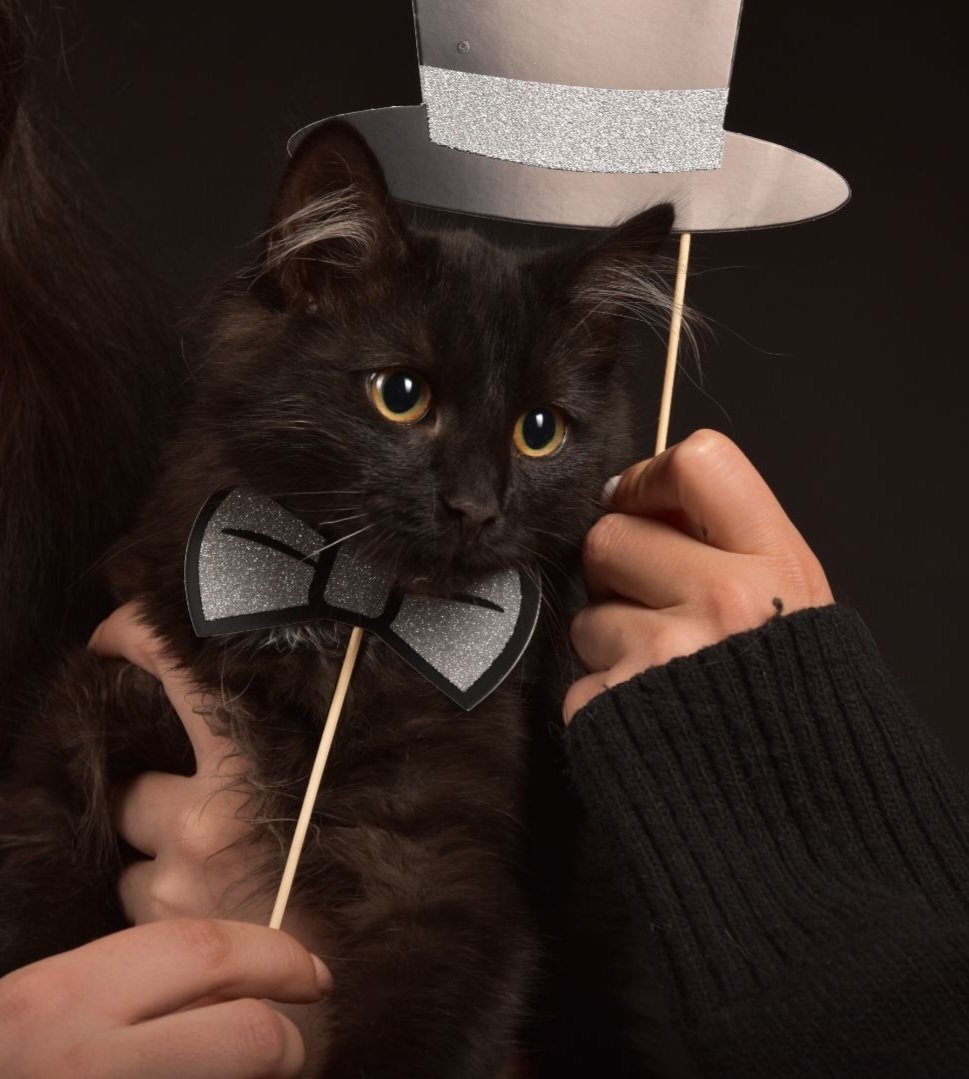 People in my age doing maternity Photoshoots - Meanwhile my Cats and me. 😻 <a href="/imKerxx/">Kerxx</a> you betta like it or else!