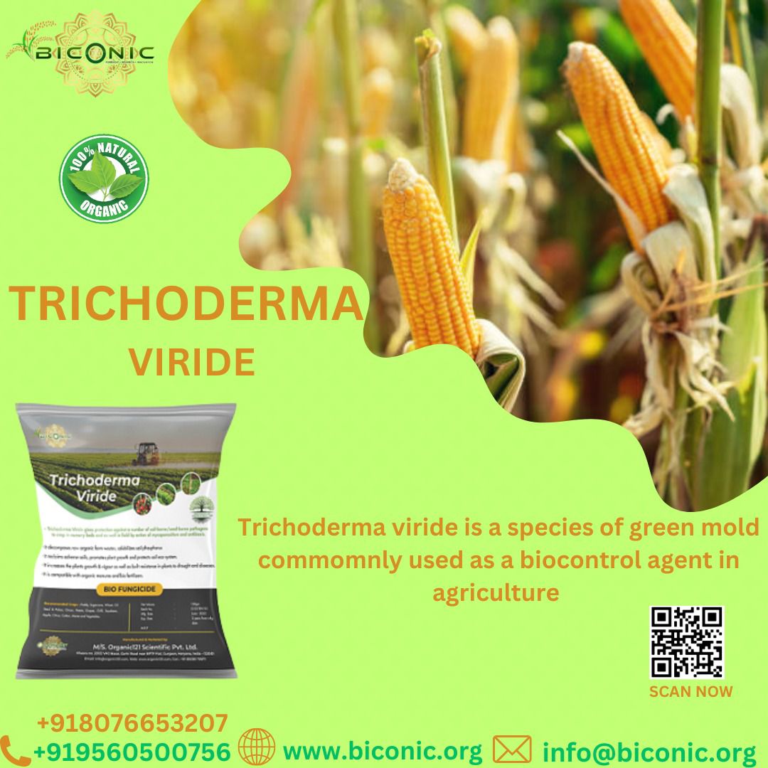 biconicorg's tweet photo. Trichoderma viride
.
.
contact us:+91 8076653207
#trichoderma #agricultura #cannabis #organicfarming #agriculture #cannabisculture #cannabiscommunity #biocontrol #fungi #bokashi #agricultor #organic #trichogramma #agricola #somoscribio #fungicida #micorrizas #crisopas https://t.co/KGiAfd4v4L