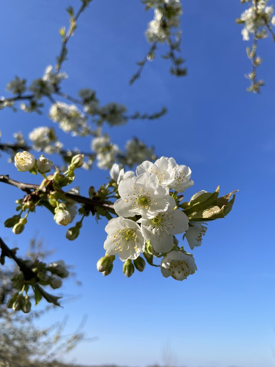 MathiasFarms1's tweet photo. Sweet Cherry Blossom Season | 2023 

#mathiasfarms #niagara #niagarafarm #fonthill #pelham #cherryblossoms https://t.co/386VL2RMnd