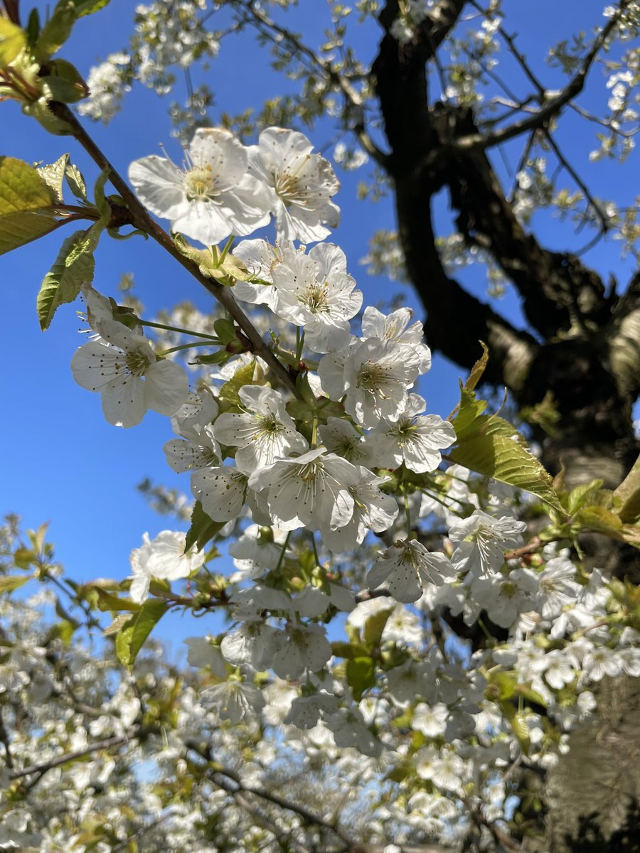 MathiasFarms1's tweet photo. Sweet Cherry Blossom Season | 2023 

#mathiasfarms #niagara #niagarafarm #fonthill #pelham #cherryblossoms https://t.co/386VL2RMnd