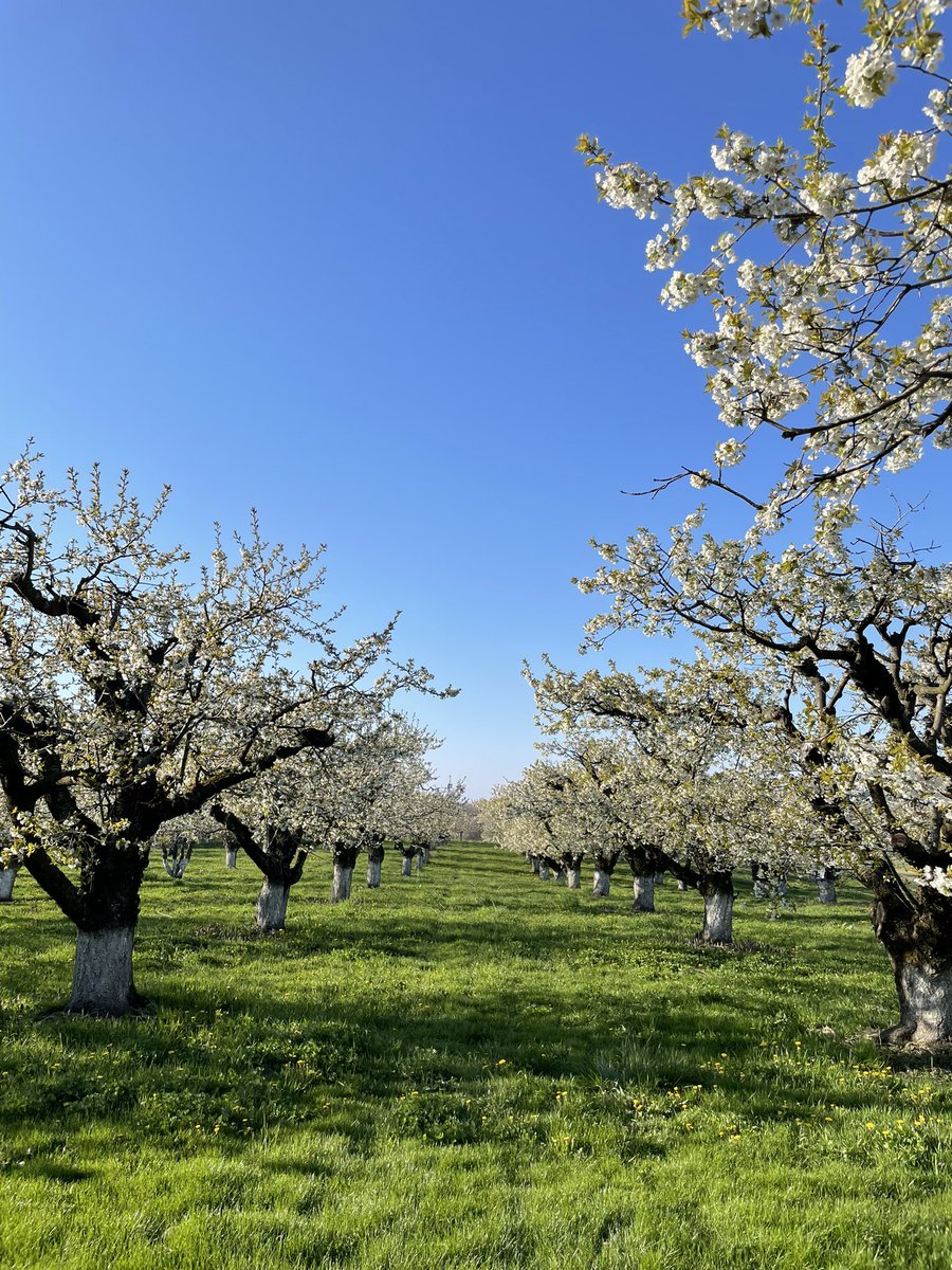 MathiasFarms1's tweet photo. Sweet Cherry Blossom Season | 2023 

#mathiasfarms #niagara #niagarafarm #fonthill #pelham #cherryblossoms https://t.co/386VL2RMnd