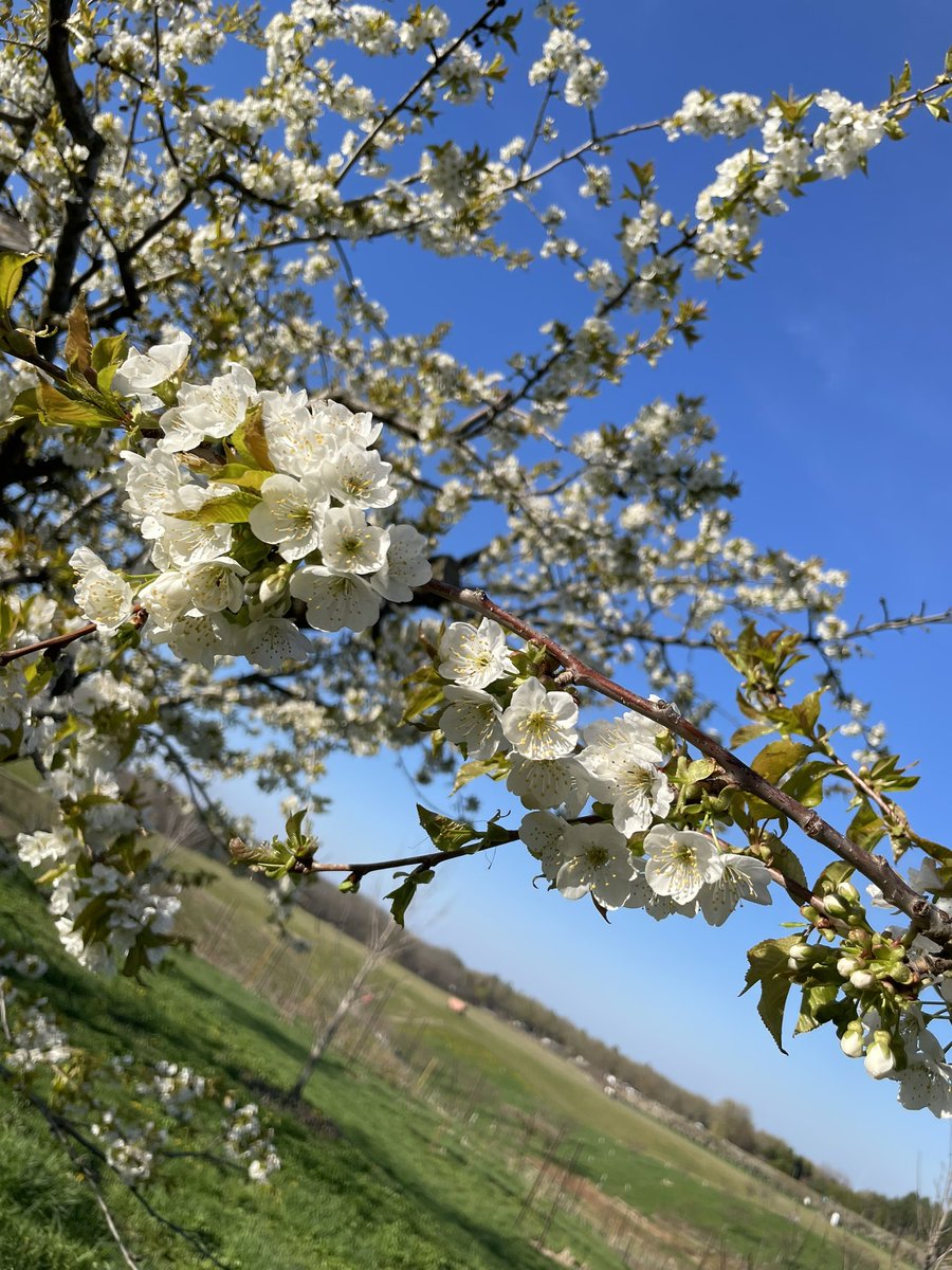 MathiasFarms1's tweet photo. Sweet Cherry Blossom Season | 2023 

#mathiasfarms #niagara #niagarafarm #fonthill #pelham #cherryblossoms https://t.co/386VL2RMnd