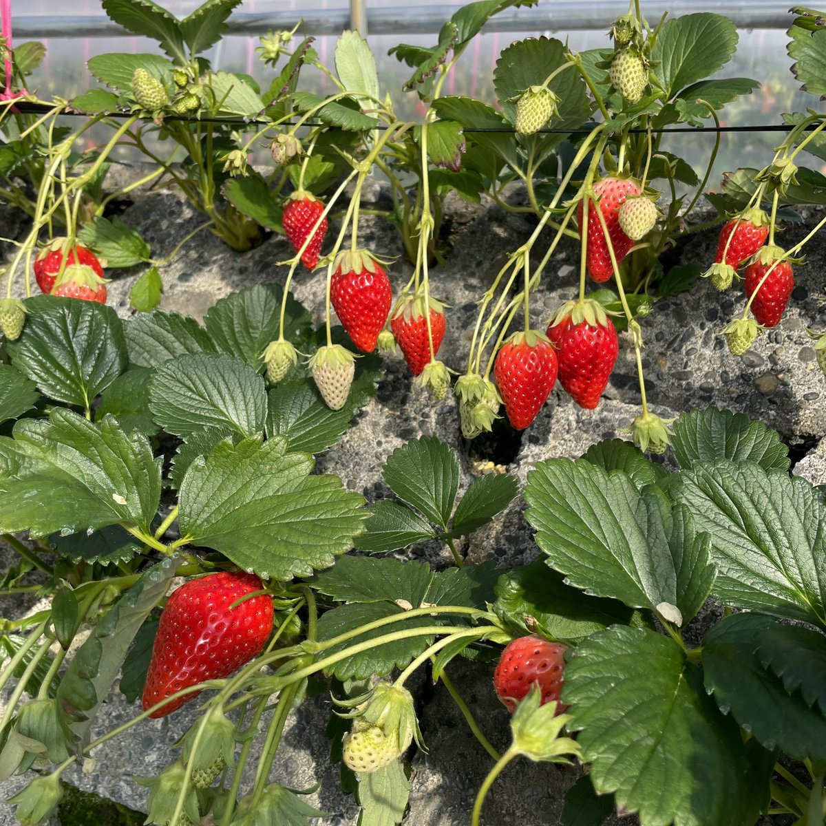 shizuoka_booth's tweet photo. おっきくて甘くてたわわ〜🍓🍓💗
美味しい苺の見分け方を
ご紹介していきます🥺🫶🏻
お楽しみに♡♡♡
#リベ大フェス
#静岡ブース
#静岡いちご https://t.co/Xdxzhqyu5B