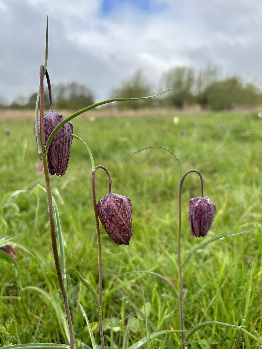 After four days #WFH with a cold, I decided to take today off and go and see the #fritillaries at #IffleyMeadows @BBOWT