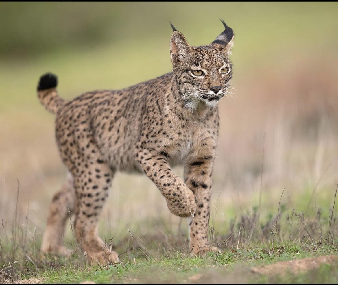 saveiberianlynx's tweet photo. Iberian lynx must move stealthily to surprise their prey and during the hunt they need to maintain communication with other members of the group
#iberianlynx #endangered #endangeredanimals #savetheanimals #lynx #savetheiberianlynx https://t.co/Q8gDmm7xF6