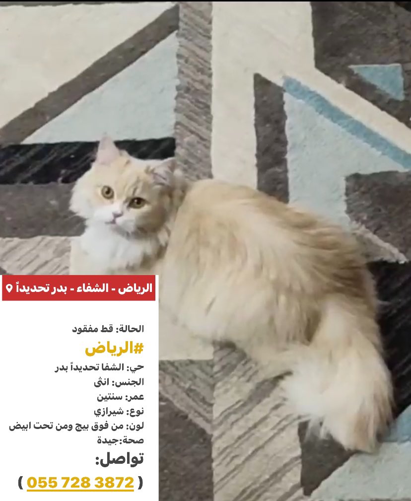 #قط_مفقود 
#الرياض -الشفاء-بدر
تواصل: 0557283872
#قطط_الرياض #قطط_ضايعه #قطط_مفقوده 
<a href="/MissingCat4/">MissingCat</a> 
<a href="/Catpeopleksa/">Cat people 🐈</a> 
<a href="/Candle310/">Candle3</a> 
<a href="/helah_abdullah/">هيله عبدالله</a> 
<a href="/JunkSoho/">ميم➰ كود خصم البداح للعود sk21</a> 
<a href="/ftomy2021/">فطومي 😻🐾🐾</a> 
<a href="/aad_fs/">ابو عادل</a> 
<a href="/smaljohani/">سعيد ابو نوره</a> 
<a href="/cats2017_/">🇸🇦 Abdullah</a> 
@soundsoul369 
<a href="/Bnota1886/">🐾 shooji cat ⚖</a> 
<a href="/resqueingcats/">قطط مفقوده وتبني شمال الرياض</a> 
<a href="/TIT6Be3e8CSpJgO/">ام البسس 😻😻 المدينه المنوره 😻</a> 
<a href="/RiyadhCats/">RiyadhCats</a>