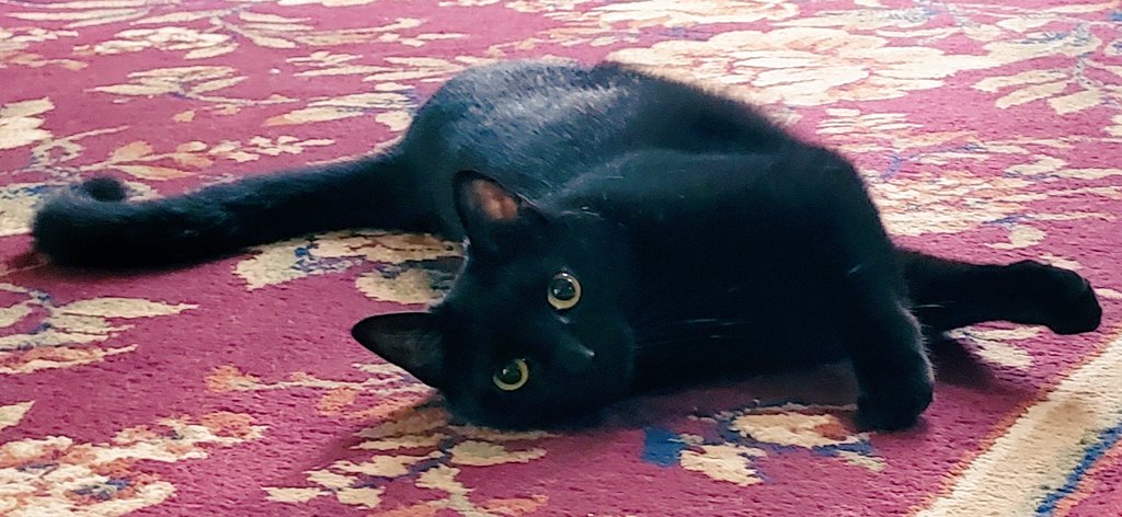 AnaKWrenn1's tweet photo. It's definitely a #FlirtyFelineFriday here in the Wrenn's Nest. 😻
#CatsOfTwitter
#LookNoTouch 😹 https://t.co/O0U8N5MaJW