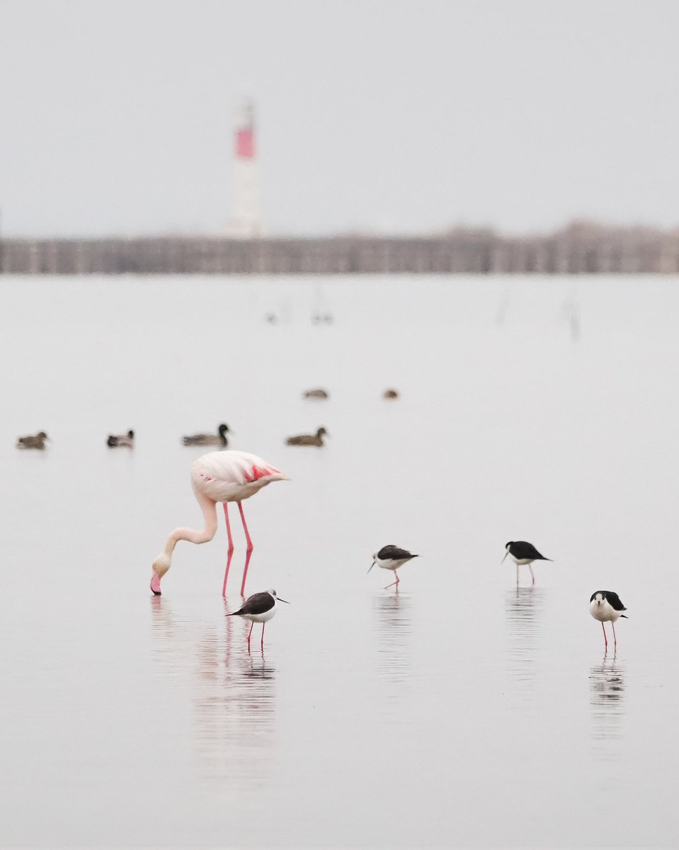 La bodiversitat del Delta de l'Ebre és meravellosa.
<a href="/catexperience/">Catalunya Experience</a> <a href="/terresebretur/">Terres de l'Ebre</a> <a href="/lampollaturisme/">ampollaturisme</a> <a href="/TurismeDeltebre/">Descobreix Deltebre</a> <a href="/TurismeLaRapita/">Turisme la Ràpita</a> <a href="/SEO_BirdLife/">SEO/BirdLife</a> <a href="/visitcatalonia/">Visit Catalonia</a> <a href="/SocEcoturista/">Ecoturisme Catalunya 💙</a> <a href="/PDE/">Defensa de l'Ebre</a> <a href="/ebrexperience/">ebreXperience</a>