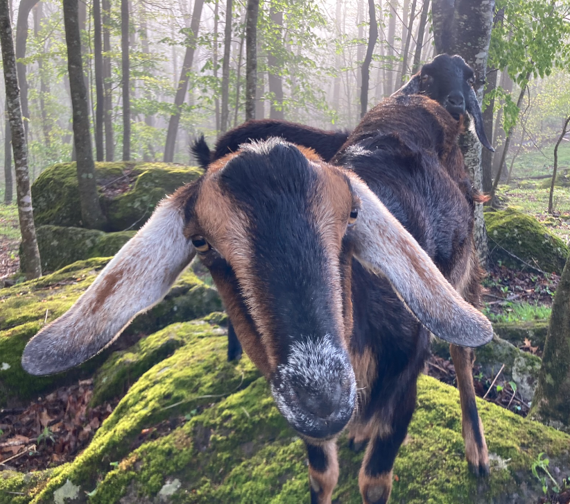 JumpingTreeFarm's tweet photo. Who needs coffee when you have goats?☕️🐐
 #goats https://t.co/ig38PLNufq