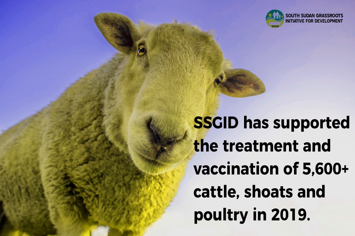 A key support offered by #humanitarian sector in #SouthSudan is #treatment and #vaccination of livestock, this is due to inaccessibility, knowledge and price implications. 
In 2019 SSGID supported the treatment and vaccination of over 5,600 cattle, shoats and poultry. 
#SSOT
