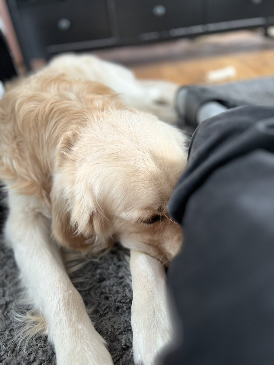 NachoTheGoldie's tweet photo. Love Fridays when the Appa guy works sitting next to me on the couch 🐶 #dogsoftwitter #FridayFeeling https://t.co/clJGDTLP9q