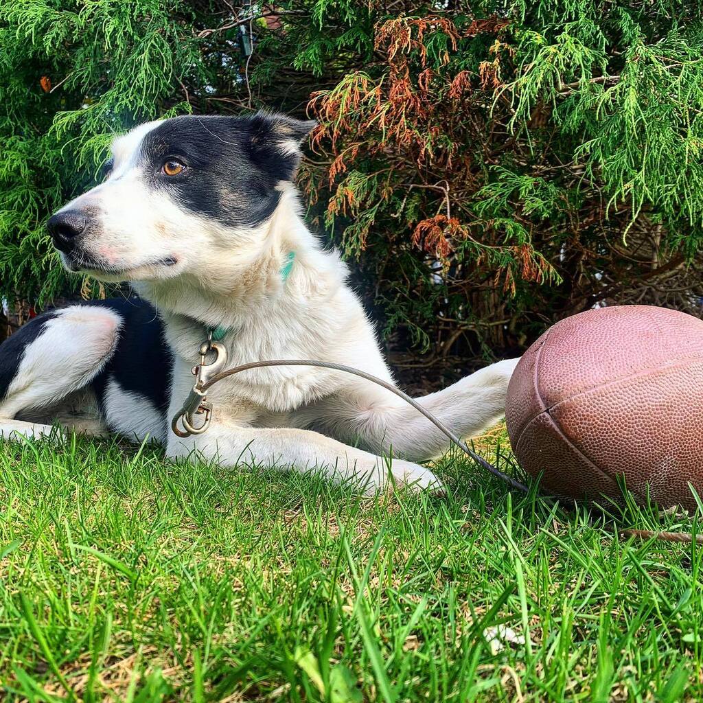bocooreo's tweet photo. I really like when we play football, but even then, I’m still on the lookout for cars. They can come at ANY TIME dontchaknow 🏈 

@bocooreo #oreobw #bordercolliesofinstagram #bordercollie #dogsofinstagram #puppy #oreo #ottawadogs #football #ball #play… https://t.co/wLAeF8QuDl https://t.co/TGAaiMJmB0