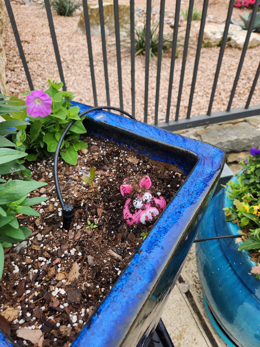 GreatHillsTx's tweet photo. Did you find all the items in The Great Hills Scavenger Hunt? We hope you had fun and thank you all for participating!

#WeLoveOurResidents #LoveWhereYouLive #Austin #LuxuryRentals #GreatHills #ApartmentLiving #ScavengerHunt #ResidentEvents #Community https://t.co/AooToAedvh