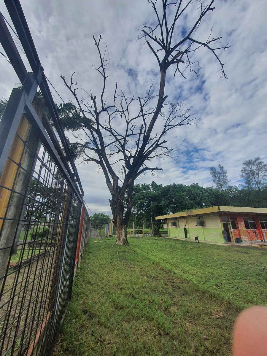 JOEMMVICH's tweet photo. @alcaldiagye  A quien le corresponda.  Es el colegio Te interesa Hugo Ortiz área  Escolar. Ese árbol que observan esta es un peligro para los niños con el peso de las aguas lluvias se puede caer alguna de sus ramas y causar Dios no quiera lesiones hasta la muerte de un niño.. https://t.co/kxp6uexAS1