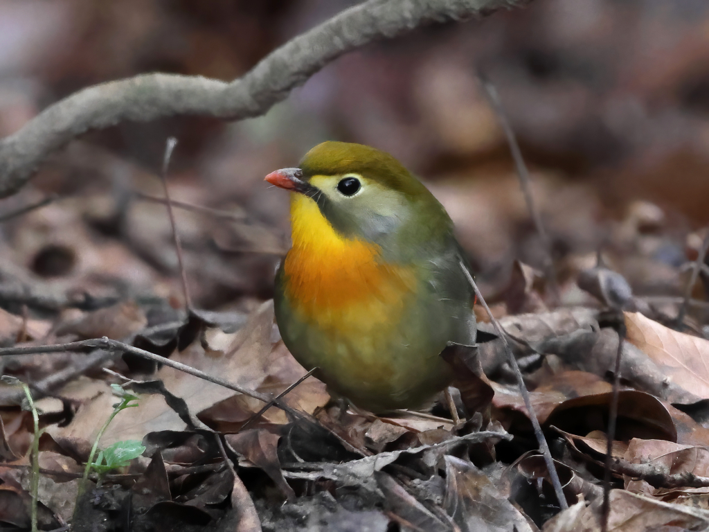 asc_552131's tweet photo. 散歩中の野鳥です。

　＊ソウシチョウ＊

#野鳥　#ソウシチョウ https://t.co/4cCoo3RJPq