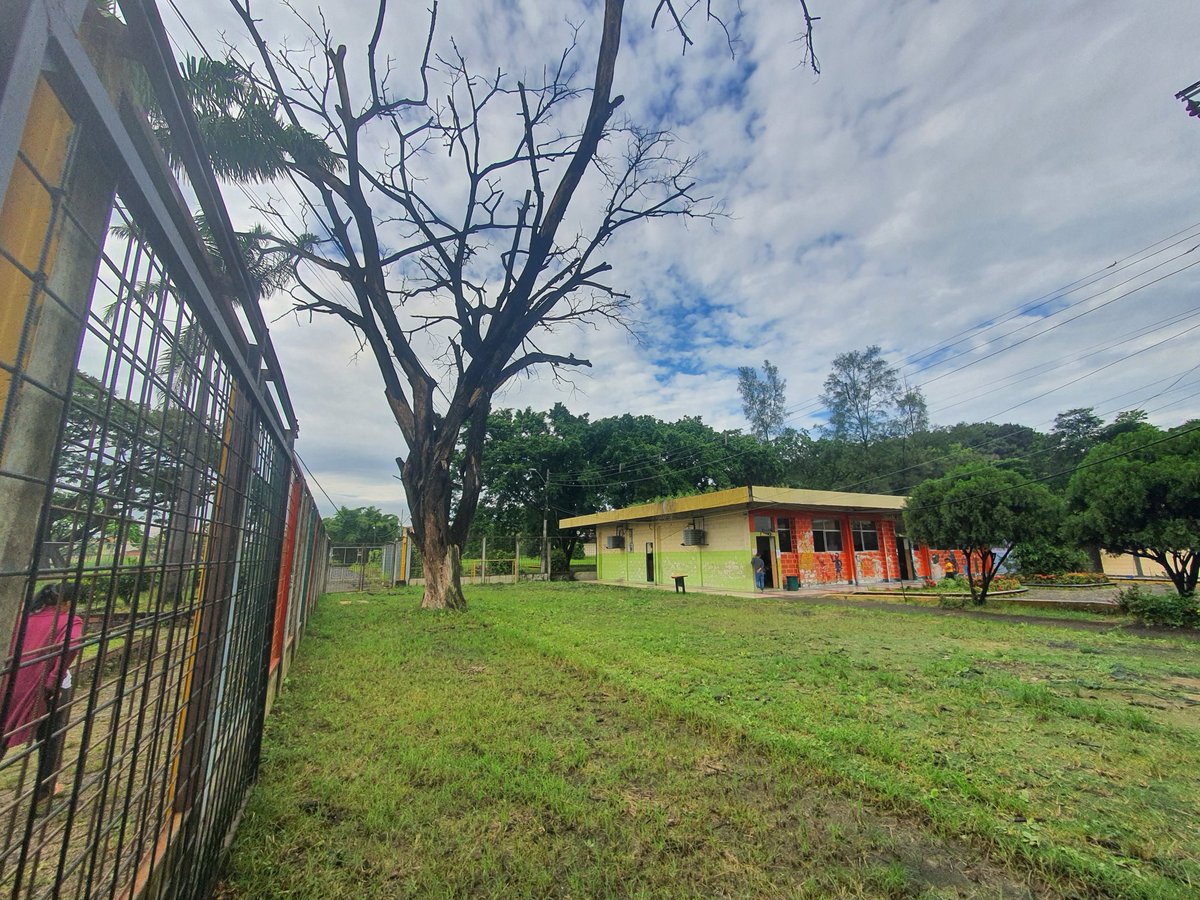 JOEMMVICH's tweet photo. @BomberosGYE  Ayuda por favor . En el área de la primaria del Teniente Hugo Ortiz Ese árbol lleva desde el año pasado así pudriendose con el paso de las lluvias. Puede lesionar o incluso matar  algún niño si llega a caerse alguna ramificación ayuda sacar ese árbol de allí. https://t.co/6dxFNiOg0G
