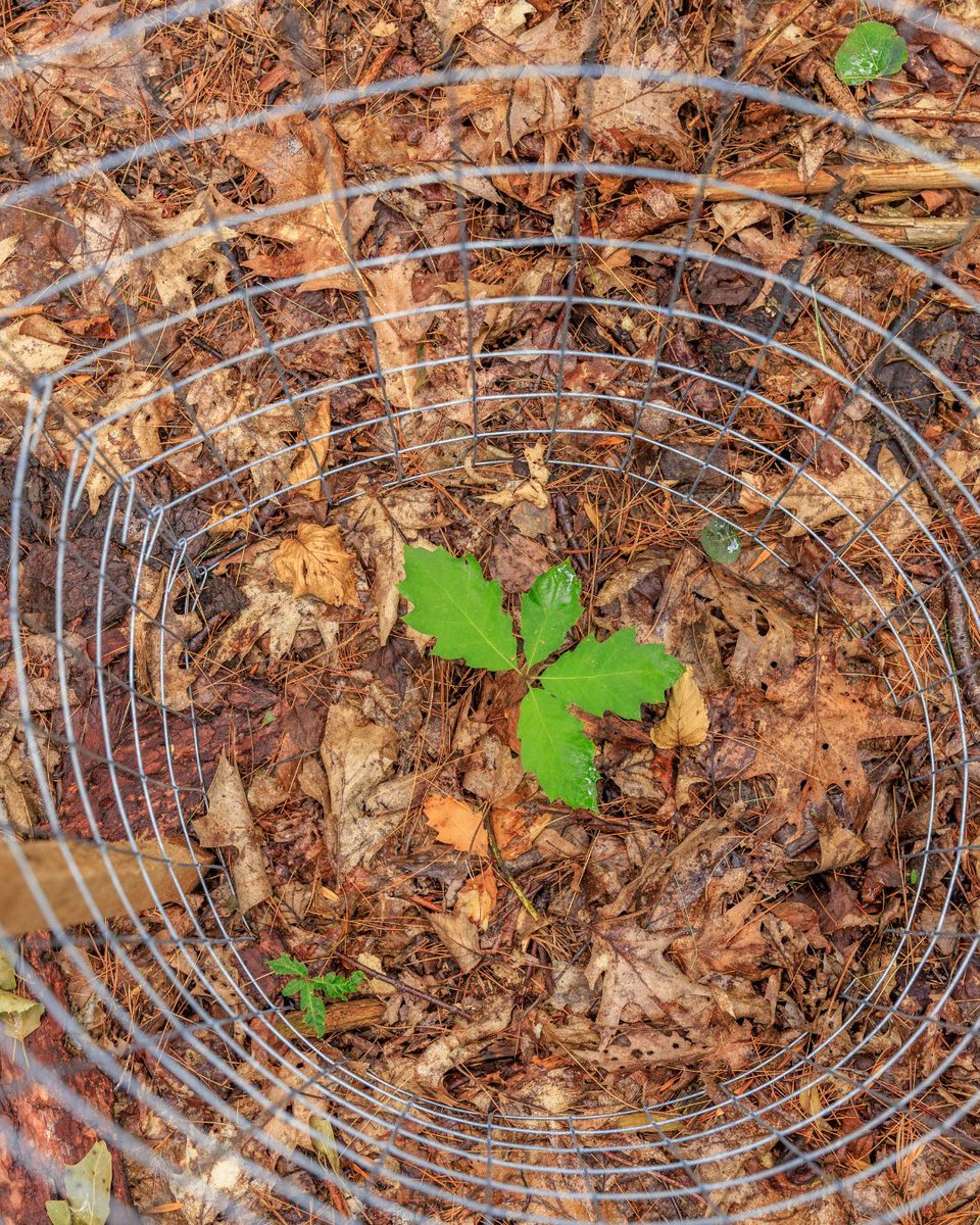 The Nature Conservancy in Massachusetts tweet media
