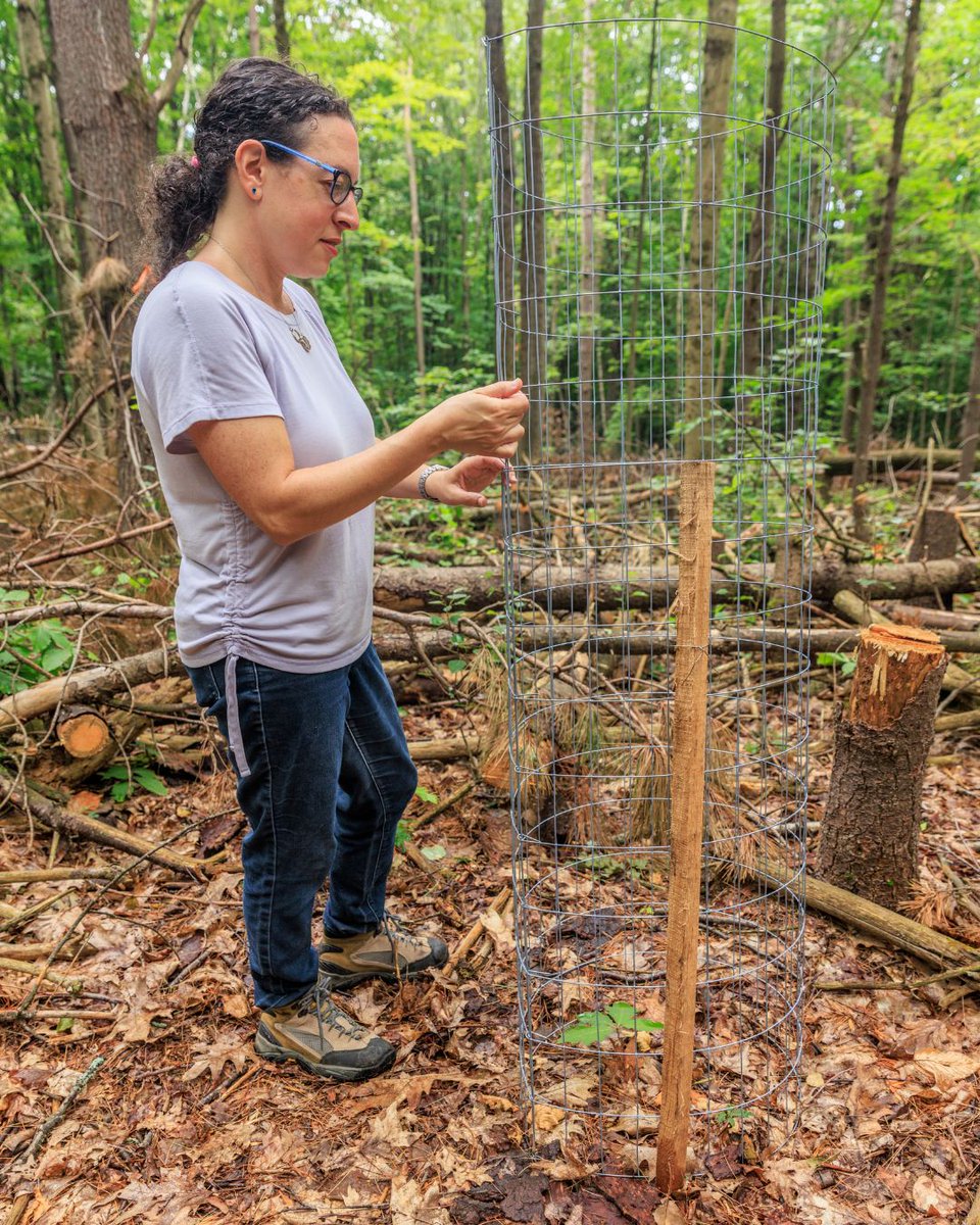 It's #ArborDay! Trees clean our air and water, provide habitat and shade, and absorb &amp; store climate-change-causing carbon dioxide. What's a reason you're thankful for trees?

📷: Jerry Monkman/EcoPhotography