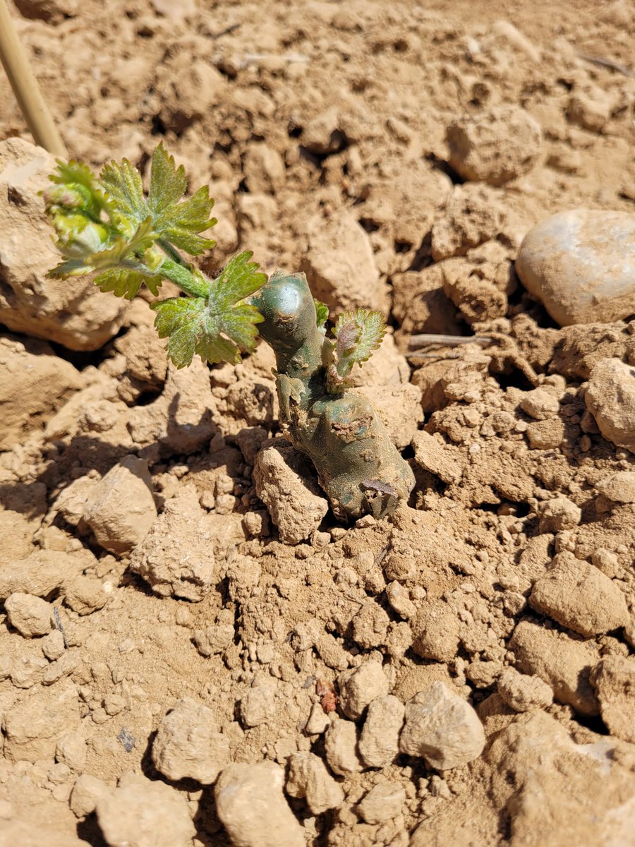 TorelloViticult's tweet image. 🌱La Malvasia plantada ja ha començat a brotar! Ara toca cuidar-la al màxim!

#Malvasia