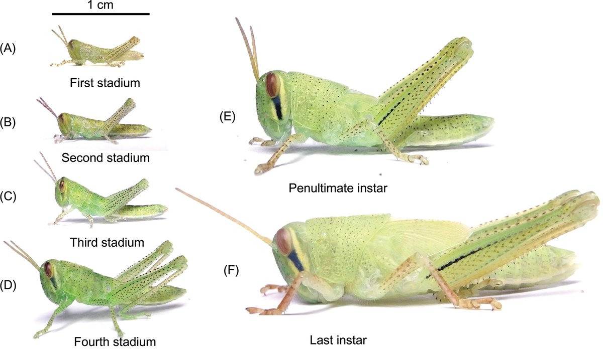 Orthoptera Research on Twitter: 