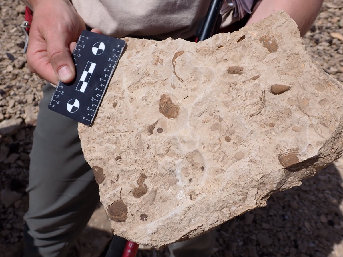 geokutuzov's tweet photo. A chunk of phosphorite (Mishash formation) displaying a variety of Upper #Cretaceous Molluscs including #bivalvia (Protocardia silicea), #ammonoids (Baculites) and various small #gastropods.
#FossilFriday https://t.co/QzGDsVsKz9