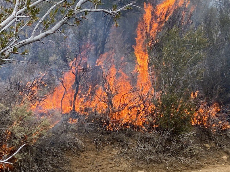 UtahWildfire's tweet photo. #usfsFNF and #FFSL complete 75 acres of prescribed fire treatment on the #OldWomanSouthRx yesterday. Crews plan to continue ignitions today. #FuelsProjects #CentralUtah
#PrescribedFire #UtahWRI
#UtahSharedStewardship https://t.co/I0sUcx7Wns
