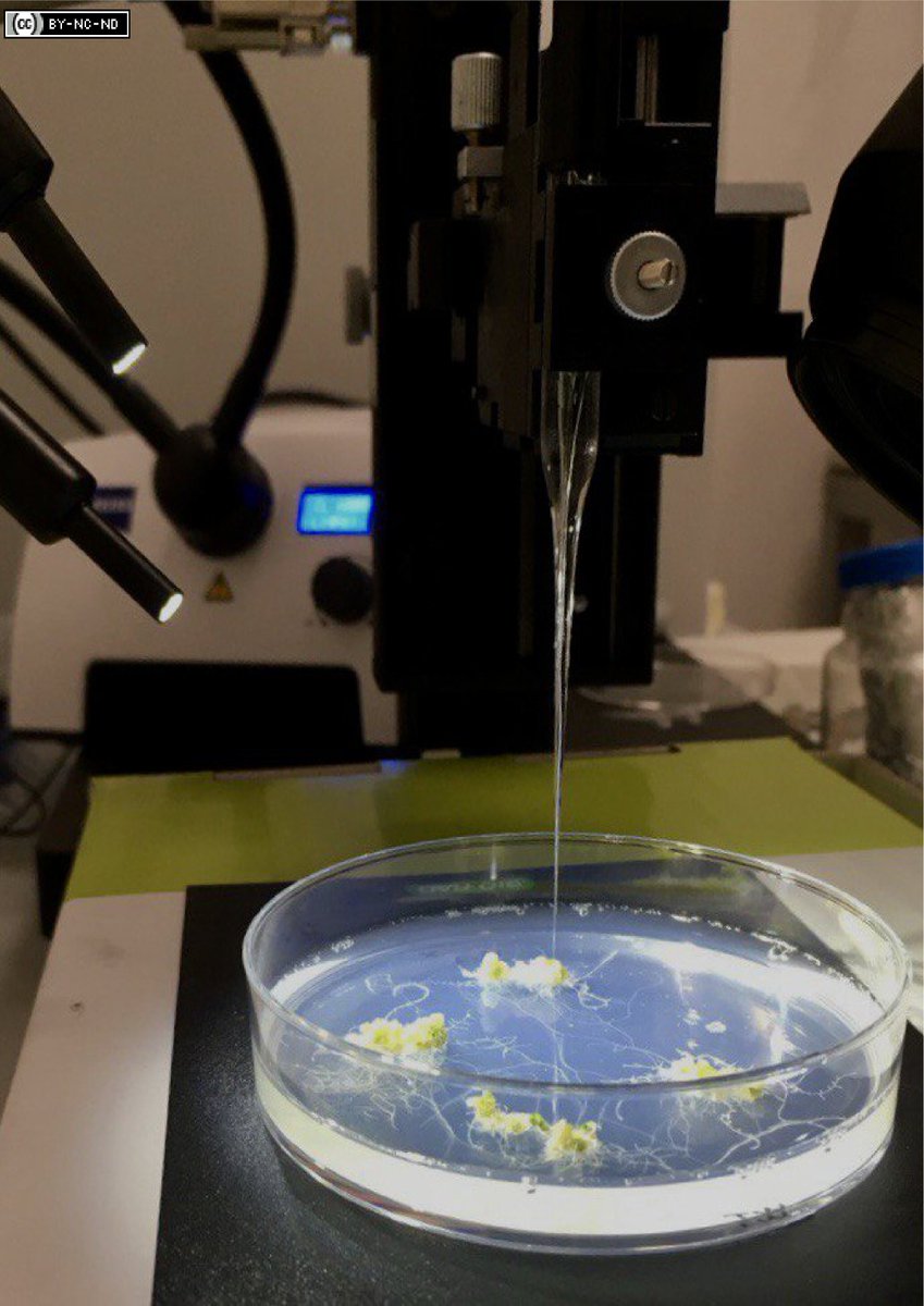 VoloboevaVi's tweet photo. You know how much we like measuring oxygen in plants. Thanks to @UnisenseDenmark and its customized oxygen sensors, we looked at oxygen levels in germinating seeds (brilliant work by @eva_ga96), calli (@g_panicucci), and meristems (@DaanWeits ). Are you up for more?
@UU_Plants https://t.co/YFY4Yfjr8C