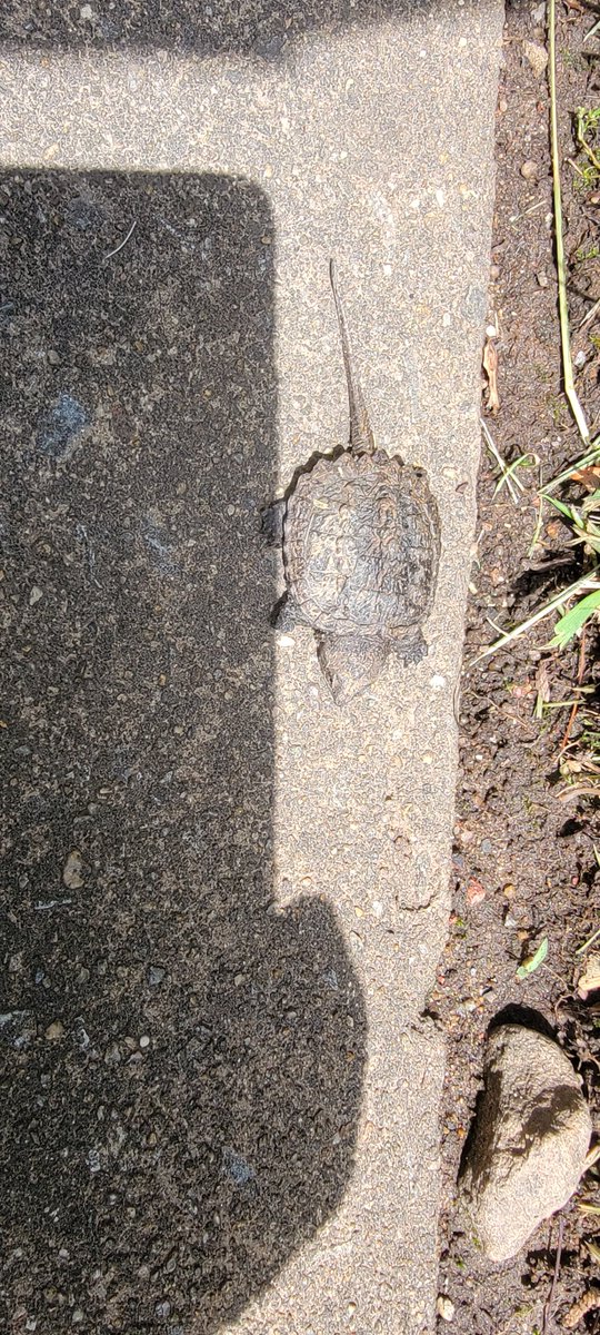 Found this little guy basking in the sun in a client's backyard. 🐢

He was tiny, about the size of a silver dollar.

#statenisland #turtle #tmnt #reptile #reptilelover #reptilesofinstagram #turtlelove