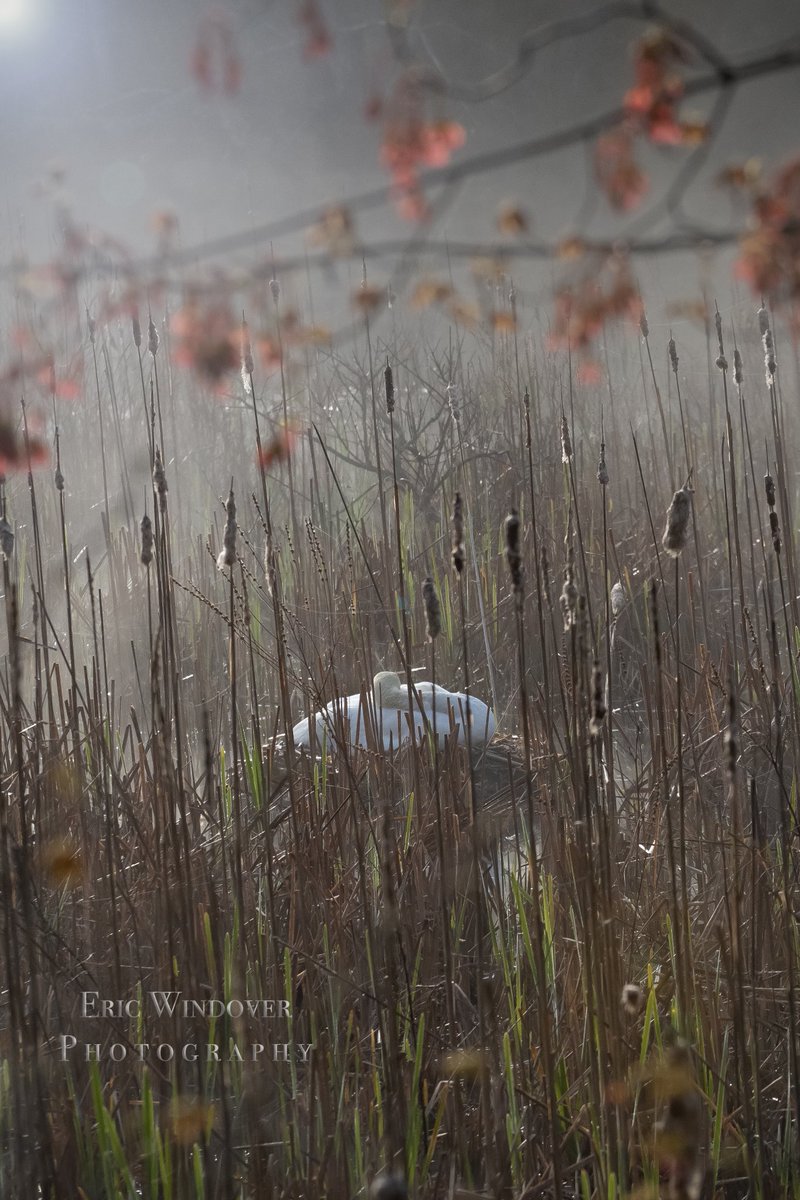 windoverphotos's tweet photo. Millbury, MA.  Mute swan on the nest, at sunrise in the fog.  Her mate was struck and killed by a car.  She will have to incubate for 5+ weeks without him protecting against threats. 🤞 ⁦@tjdelsanto⁩ ⁦@ericfisher⁩ ⁦@jreineron7⁩ ⁦@4cast4you⁩ https://t.co/dnQqVFf3Im
