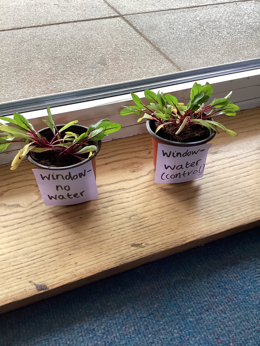 Owl Class tweet media