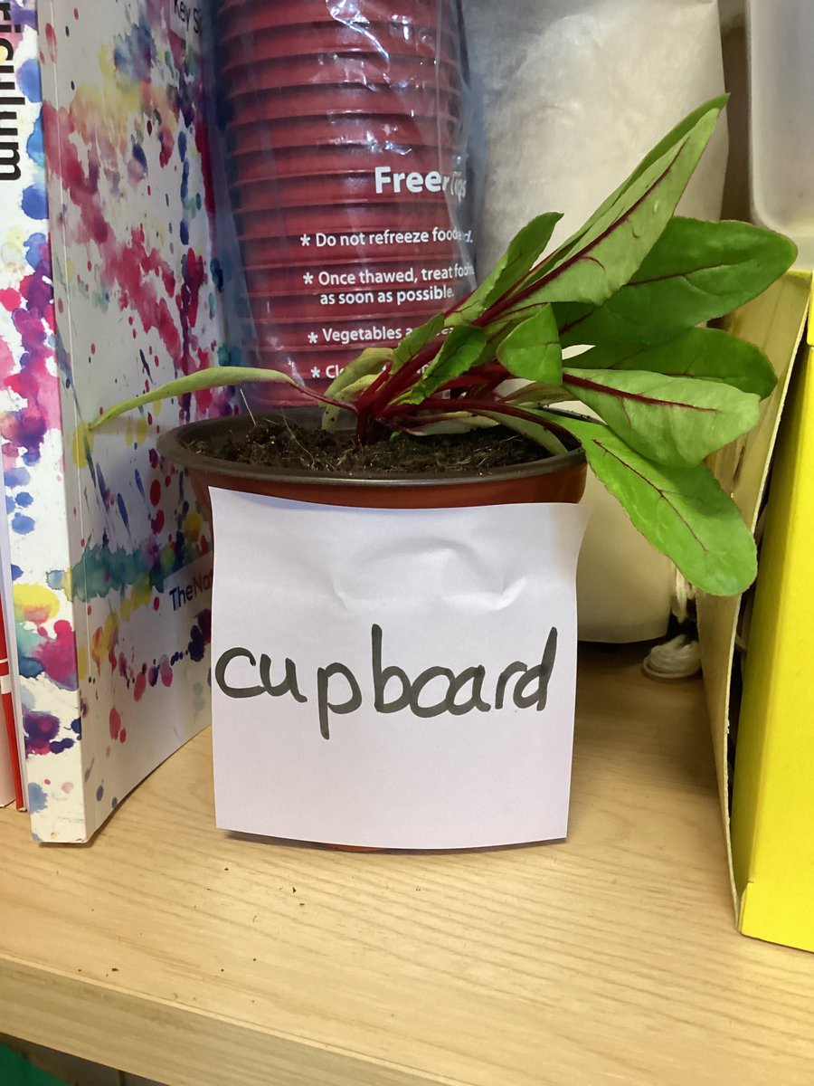 In science, we are investigating what plants need to grow. We are putting the same type of plant in different areas of our classroom and with slightly different conditions to see how they grow. This will tell us what the plant needs to be healthy! @norbridge_sci