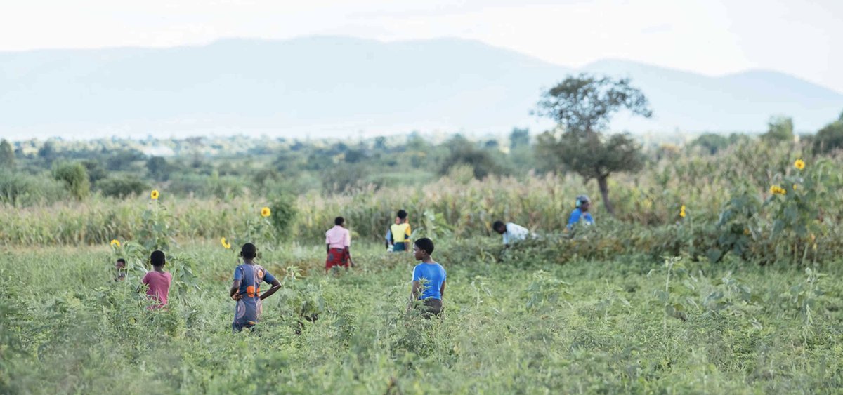 Common question from First World people: What can I do in the face of climate change.  

Answer from the farmers of Malawi: Everything.

nytimes.com/2023/04/27/cli…