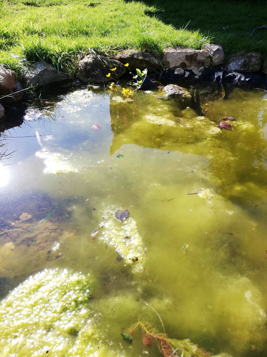 Is your pond looking murky &amp; full of weed? Resist clearing it out in spring. A multitude of young pondlife will be hiding away. Add some native oxygenators, eg, hornwort/ starwort, &amp; plants that absorb excess nutrients. 

For more pond help, see: ow.ly/IUo750NRTRL