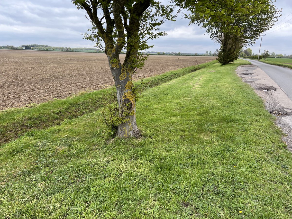 RHarrabin's tweet image. Vast #Cambridgeshire field with five metre mown grass verge. Green desert. So 20th century. Why not wildflowers or a hedge?