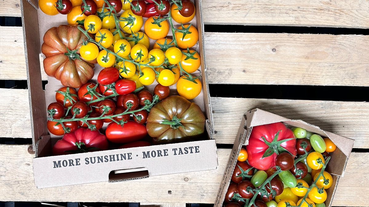 Did you know the Isle of Wight has the strongest daylight levels in the UK? Combined with a maritime climate and natural reflection from the surrounding sea; it has some of the best conditions for growing the UK’s tastiest tomatoes! #iowtomatoes #availablenow #tomatoseason