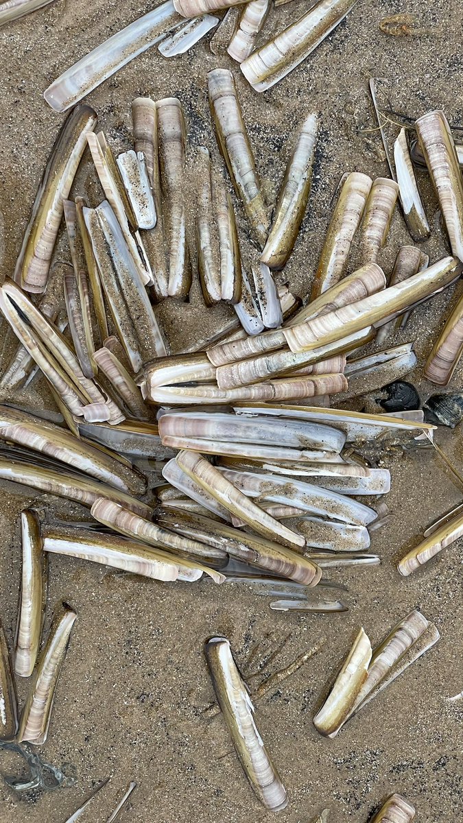 Razor shells….