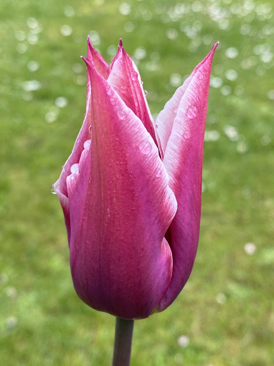 CarolineHorne4's tweet photo. A couple of tulips from the garden. 
#floralfriday #fridayflowers #tulips #inmygardentoday #gardening https://t.co/SpjYj6nEUC