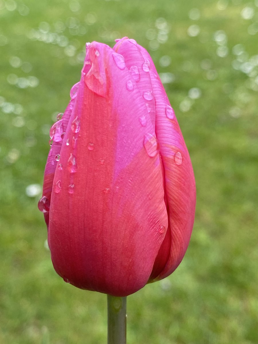 A couple of tulips from the garden. 
#floralfriday #fridayflowers #tulips #inmygardentoday #gardening