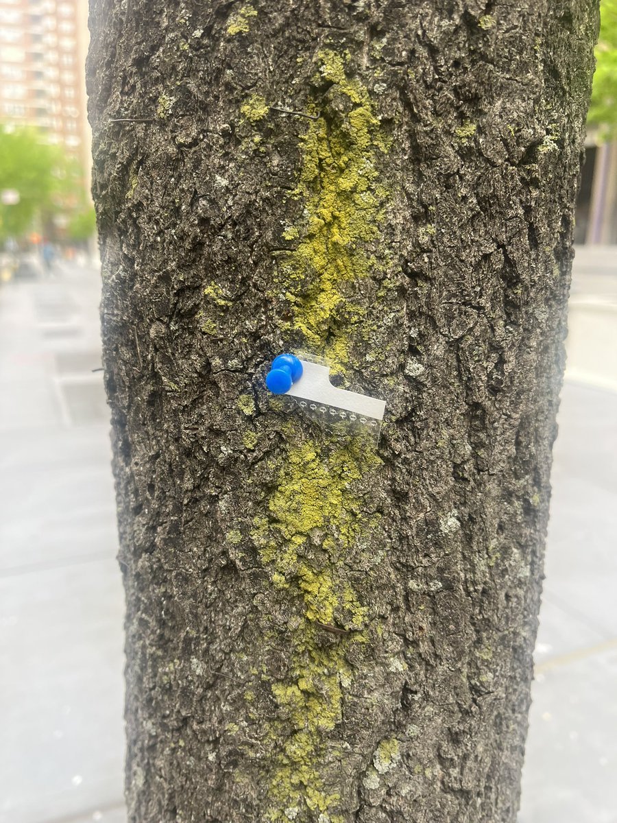 heterocat's tweet photo. What are the trees @FIT wearing this season?
The same thing they wear all year round: #lichen
This #pinoak and #thornlesshoneylocust are sporting some springy crusteous and foliose lichen https://t.co/DZY5AYWWcq