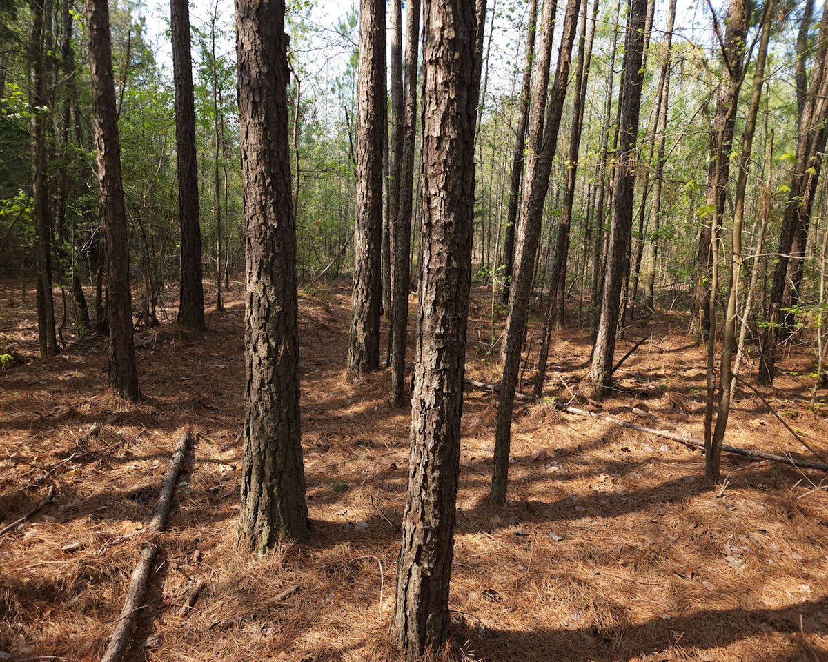 75+/- acre recreational tract just off I-26 in Clinton, SC.  An easy 50 minute drive from Greenville, Spartanburg and Columbia.  Hardwoods, pines and a creek provide for good wildlife habitat.  $4,250/ac.