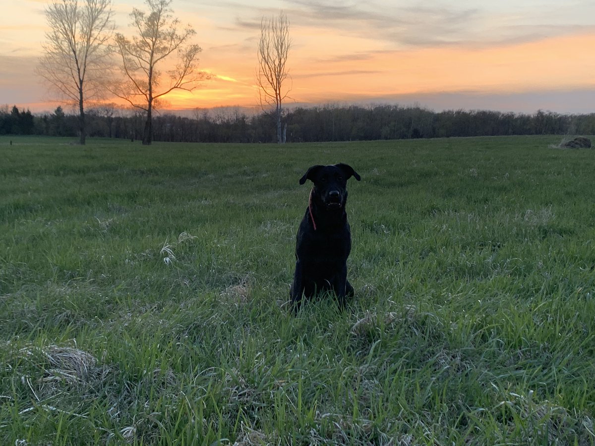Imd1Folker's tweet photo. Out here with the lil dawg watching the sun disappear https://t.co/Olj5Mz3UZH