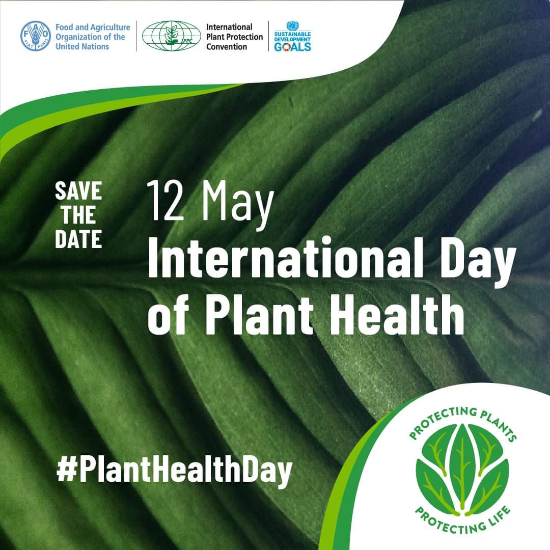 ippcnews's tweet photo. Join us in celebrating #PlantHealthDay! 🌱

This year’s theme is #PlantHealth for Environmental Protection. 

Sign up to take part in the high-level event featuring keynote speakers and leading experts! 

📅 12 May 2023 
🕒 13:30 - 15:30 (CEST) 
📝 https://t.co/xIqNfDatmD https://t.co/86GlRhkKPv