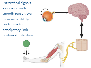 APSPublications's tweet photo. @JNeurophysiol #ArticlesinPress: Smooth pursuit eye movements 👀contribute to anticipatory force control during mechanical stopping of moving objects (Sinha et al.)
https://t.co/RGFJyNhDOA
@TarkeshRSingh @ugamfecoe @pennstatekines #MotionProcessing #Visuomotor #ForceImpulse https://t.co/wRTZcEb0El