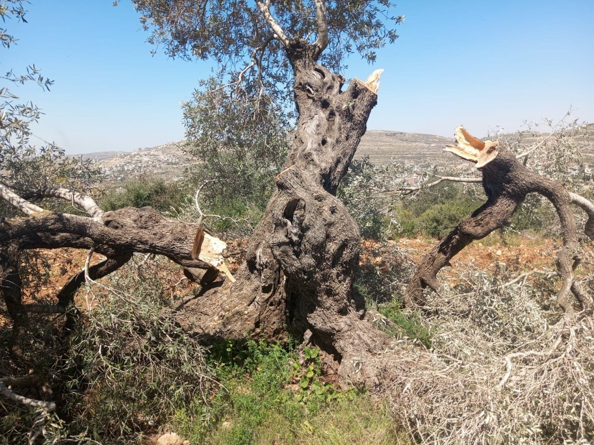 Made the desert bloom:
Last night, #Israeli settlers destroyed over 160 Palestinian olive trees near Nablus. ZERO arrests reported

2 MILLION olive trees were reportedly destroyed by Israel's army &amp; settlers since 1967; a main source of income to tens of thousands of Palestinians