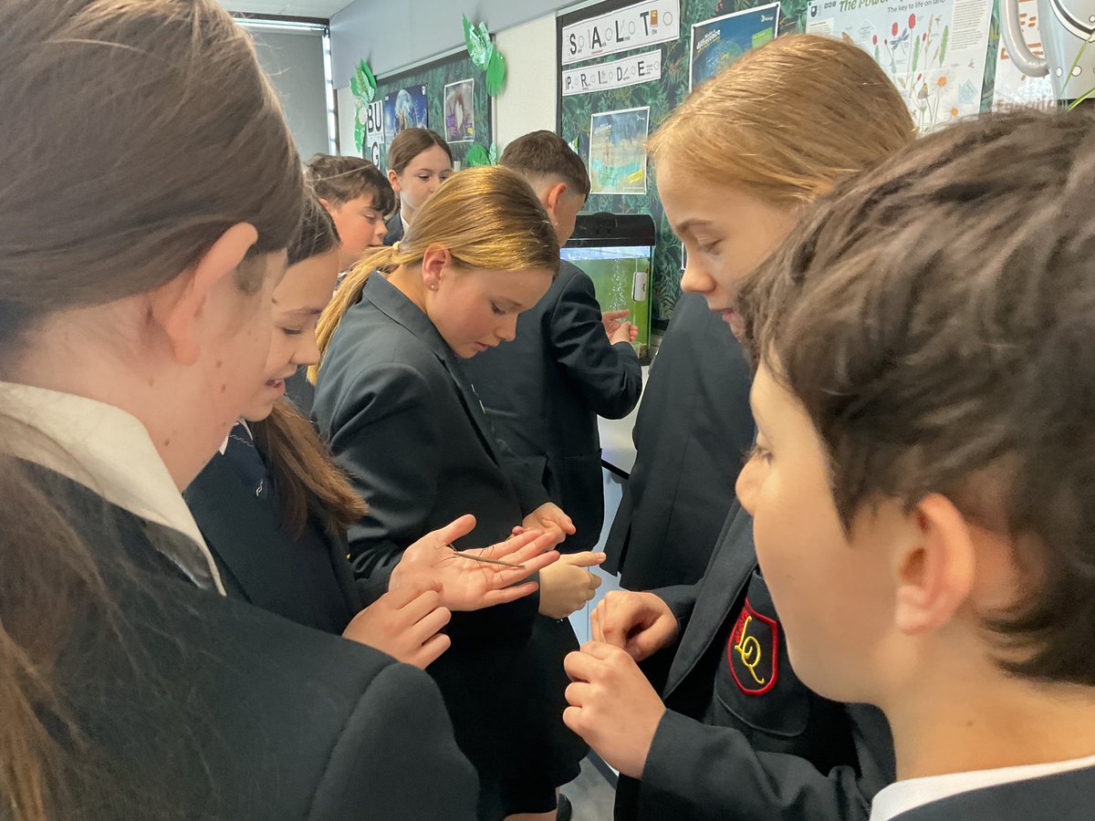 LesQScience's tweet photo. The stick insects were out and about for a lesson on Animal Adaptations with Year 8🎋 https://t.co/BAL5bWBP5W