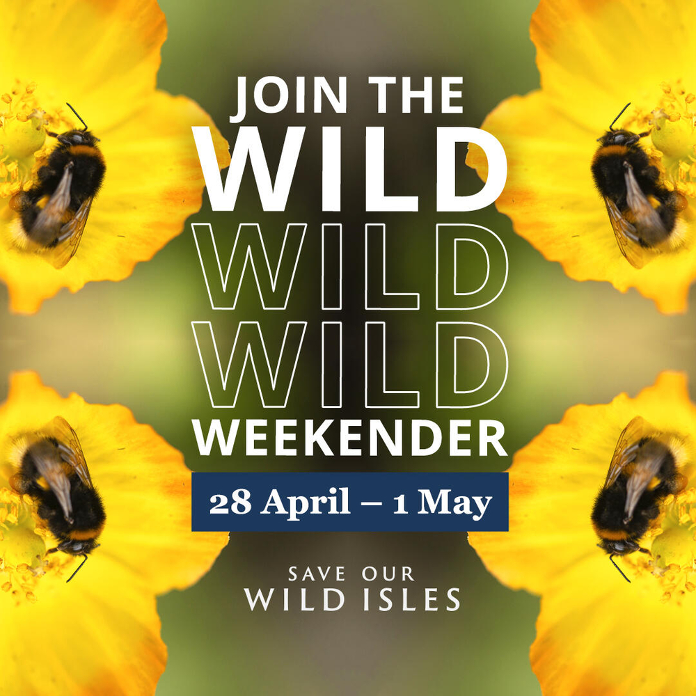 Wildflowers aren’t just beautiful, they act as a beacon for amazing pollinators like bees, butterflies, moths &amp; more. Grow your own this Wild Weekender &amp; bring nature back to your doorstep. Sign up for your free guide: bitly.ws/CjyG #MyWildSpace