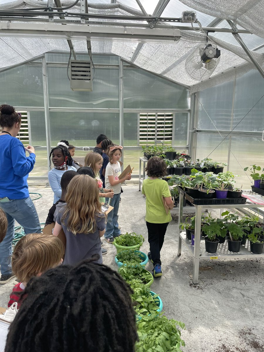 lindsayporzio's tweet photo. 1st recording their plant growth in the greenhouse #pbl #realscientists #livethecrest @cwes_Monarchs @PaigeRodney1 @ccpsinfo https://t.co/PHKvs775ag