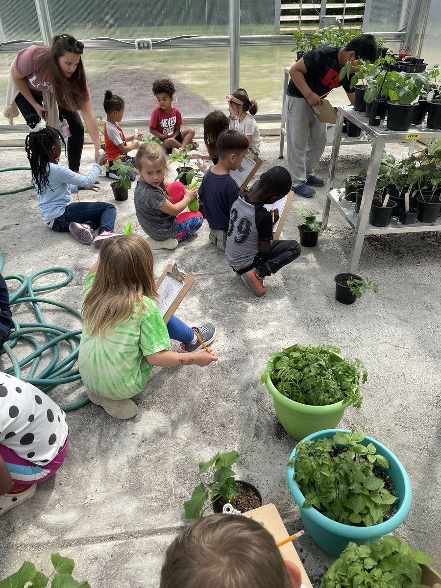 lindsayporzio's tweet photo. 1st recording their plant growth in the greenhouse #pbl #realscientists #livethecrest @cwes_Monarchs @PaigeRodney1 @ccpsinfo https://t.co/PHKvs775ag