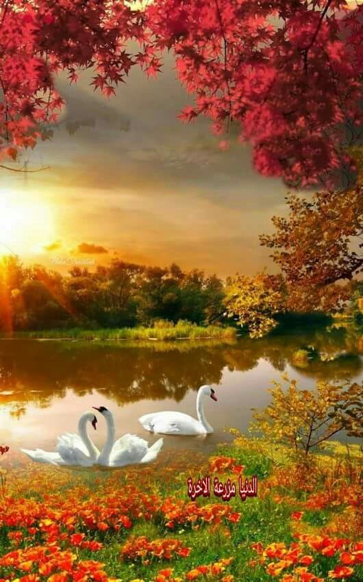 MariamB80321249's tweet image. #goos evening freinds 🥀🌹