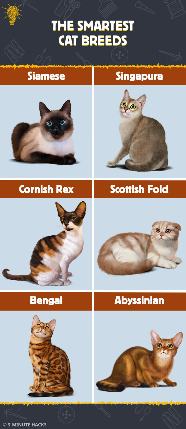 What are the smartest and dumbest cat breeds?